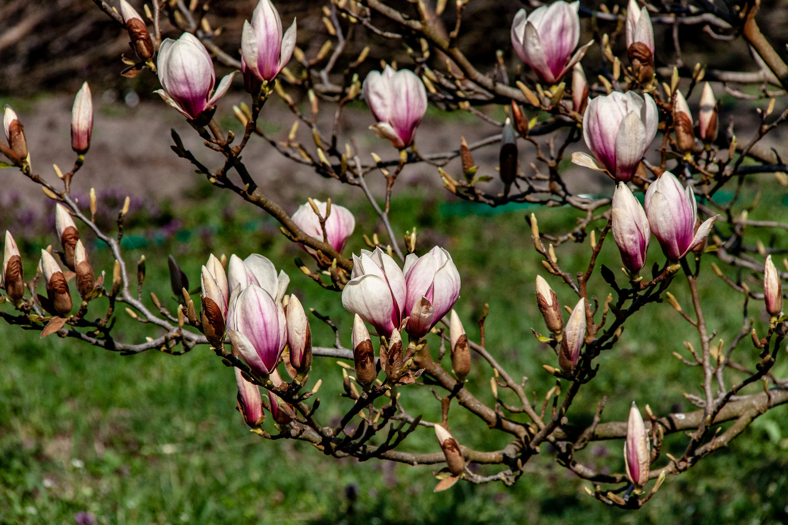 Magnolie bei uns im Garten...