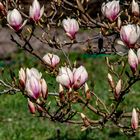 Magnolie bei uns im Garten...