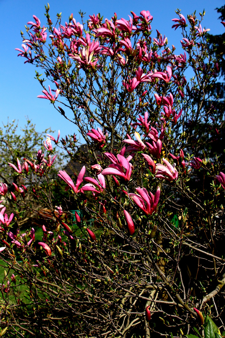 Magnolie bei uns im Garten...