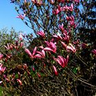 Magnolie bei uns im Garten...