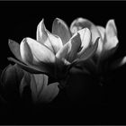 magnolie black&white