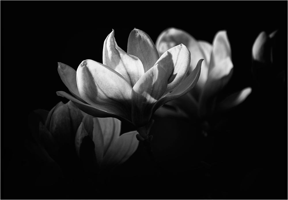 magnolie black&white