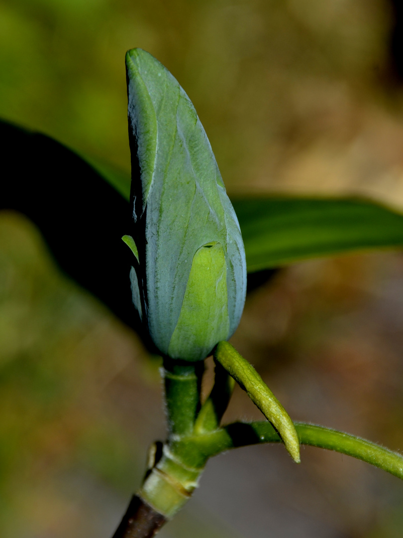 Magnolie Blue Opal 