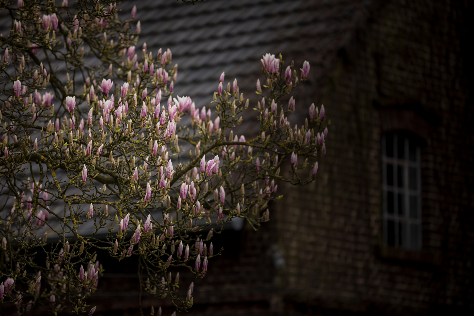 Magnolie blüht bereits