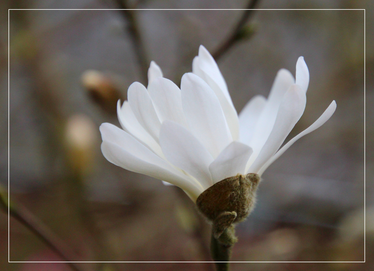 ~ Magnolie Blüte ~