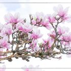 magnolie blüte