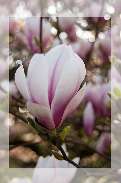 Magnolie Blute Foto Bild Pflanzen Pilze Flechten Baume
