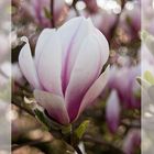 Magnolie-Blüte