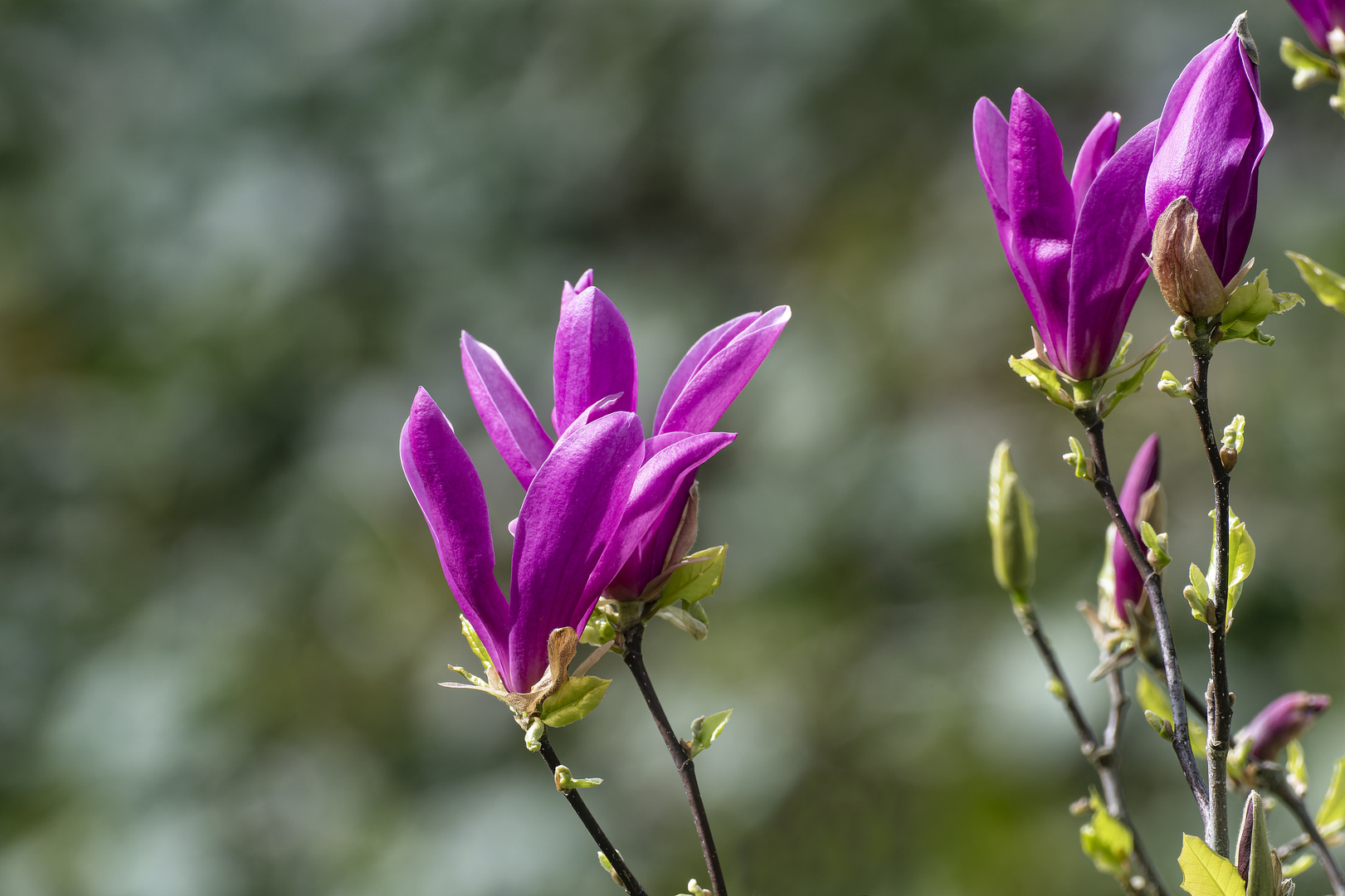  Magnolie Blüten