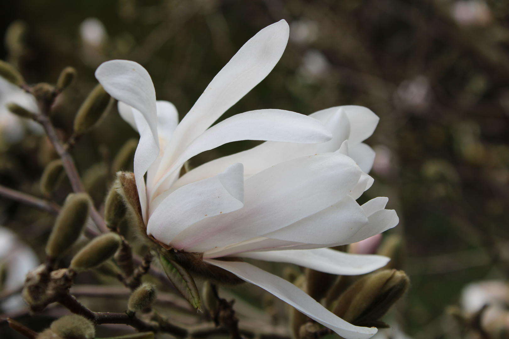 MAGNOLIE BLÜTEN