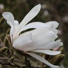 MAGNOLIE BLÜTEN