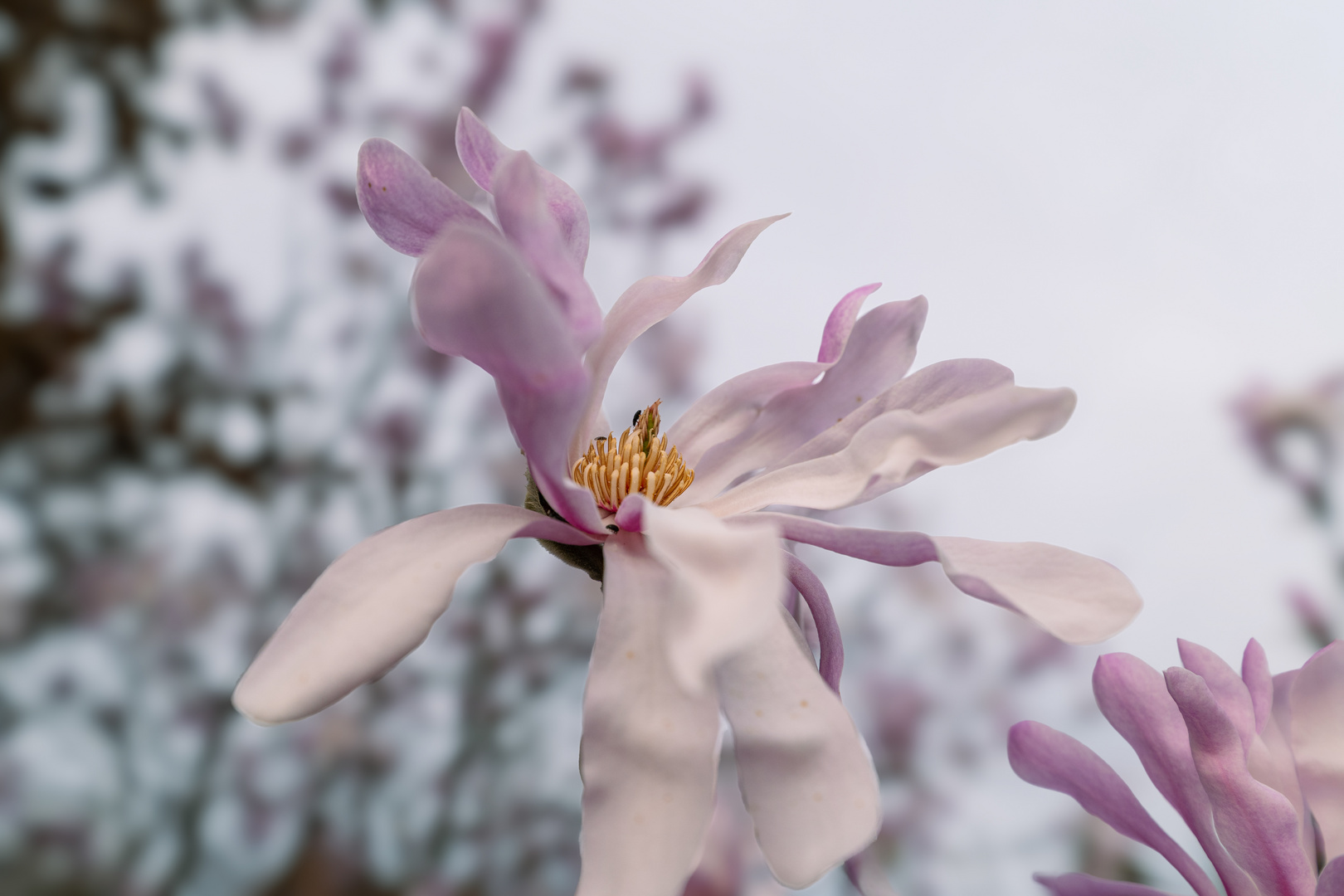 Magnolie Blüten 