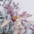 Magnolie Blüten 