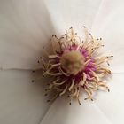 Magnolie Blütenmitte