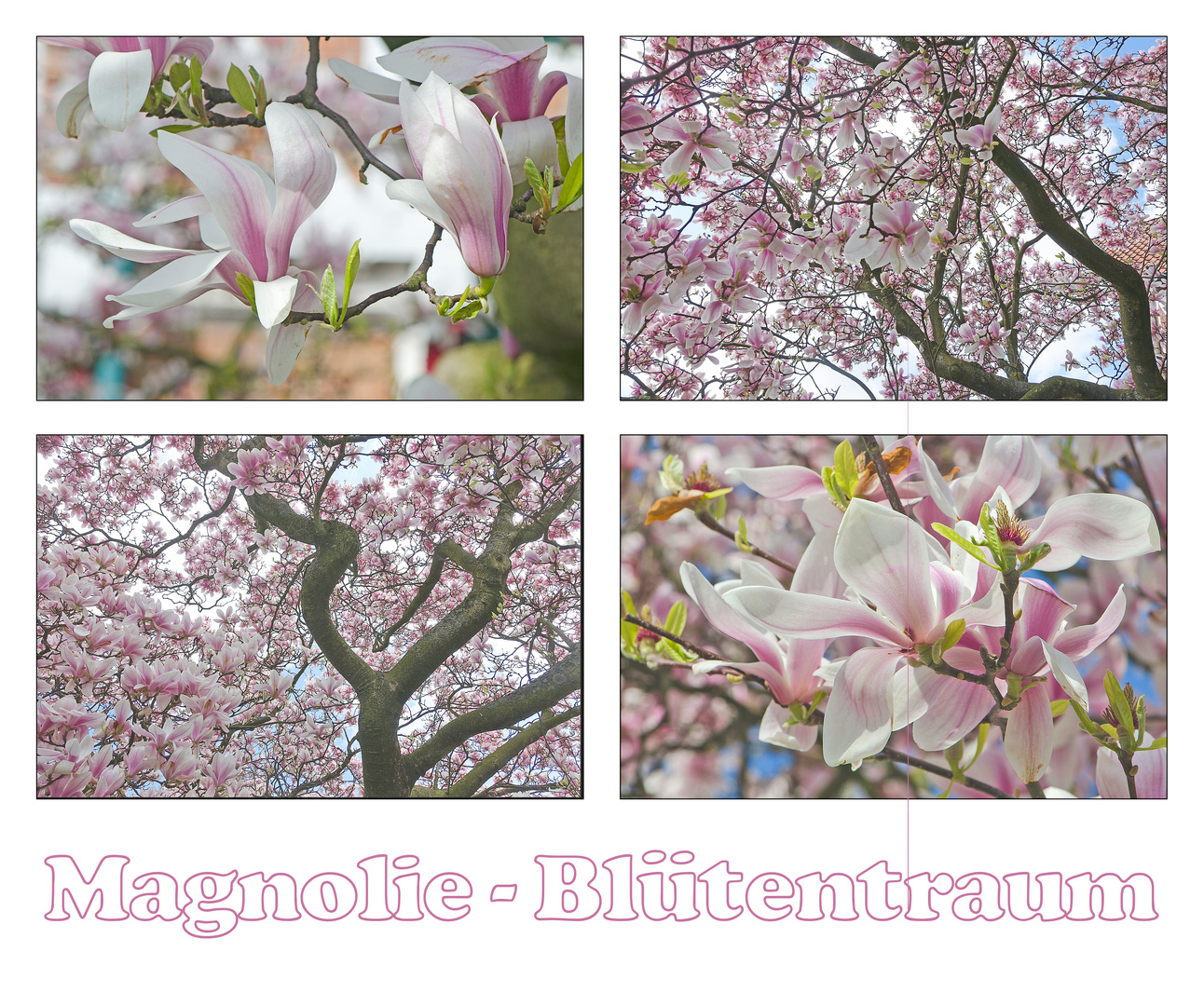"Magnolie - Blütentraum"  