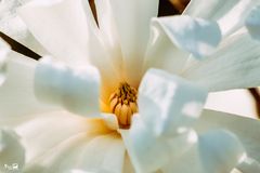 Magnolie - Blume135