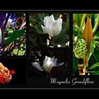 Magnolie