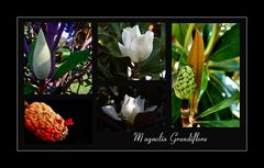 Magnolie