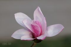 Magnolie