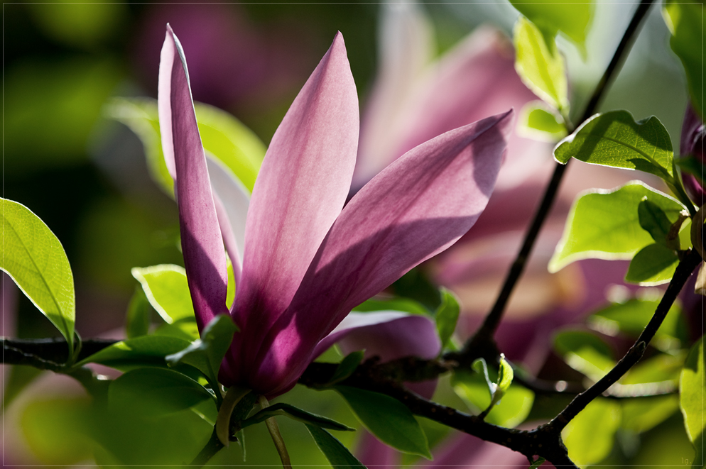 Magnolie - der Sommer ist da!