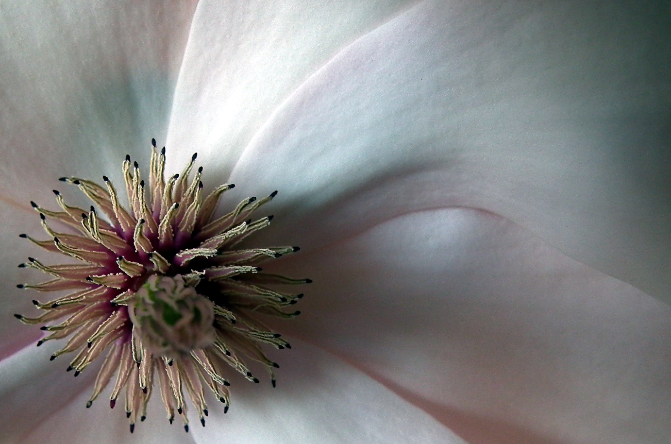 Magnolie Detail