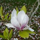 Magnolie