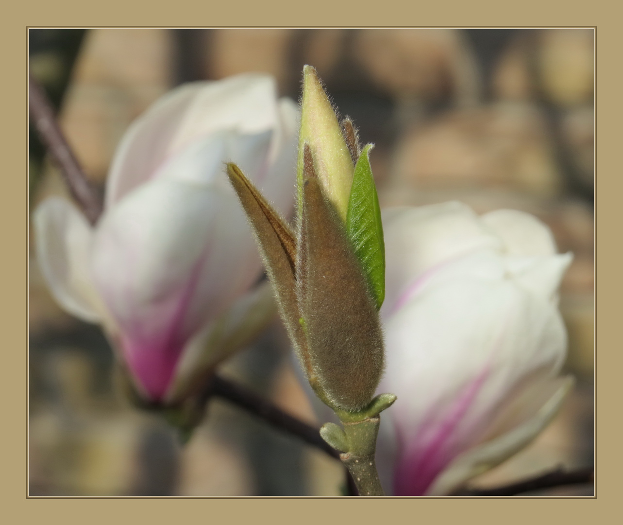 Magnolie die kleine wird ja ganz fix groß Foto & Bild pflanzen