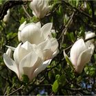 Magnolie