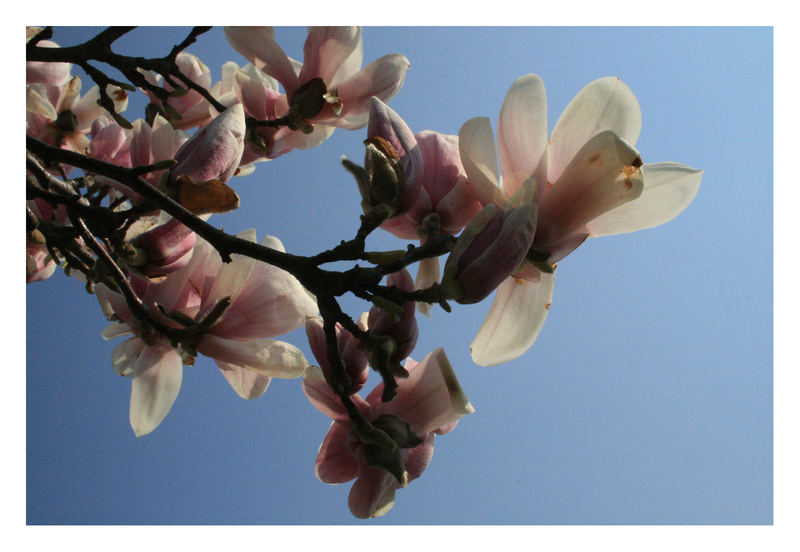 ...magnolie...