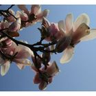 ...magnolie...