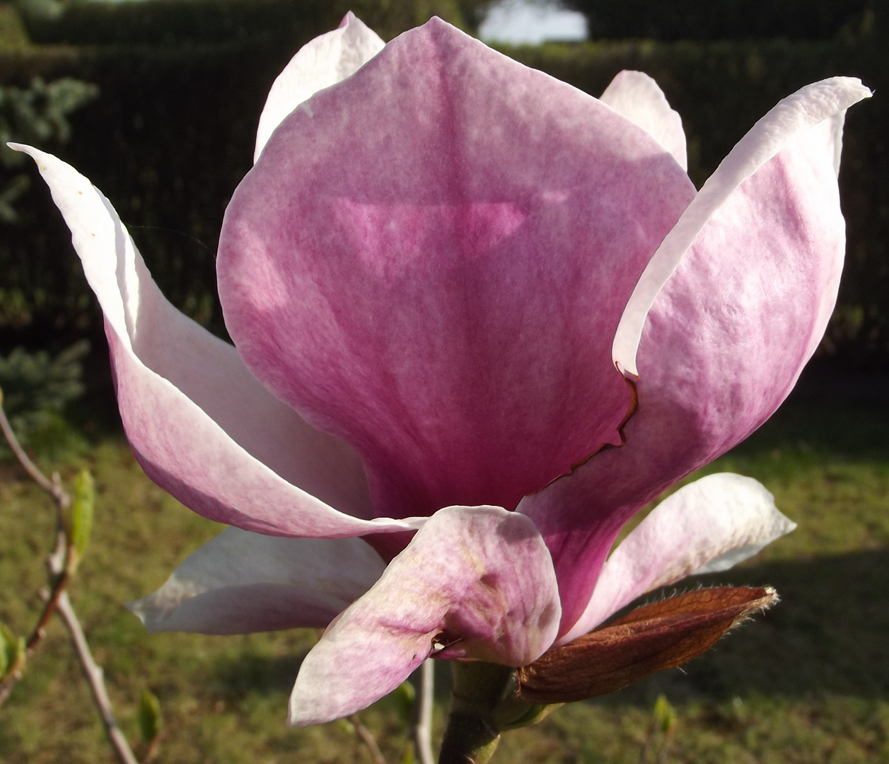 Magnolie