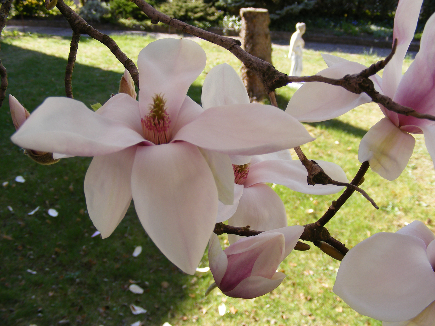 Magnolie