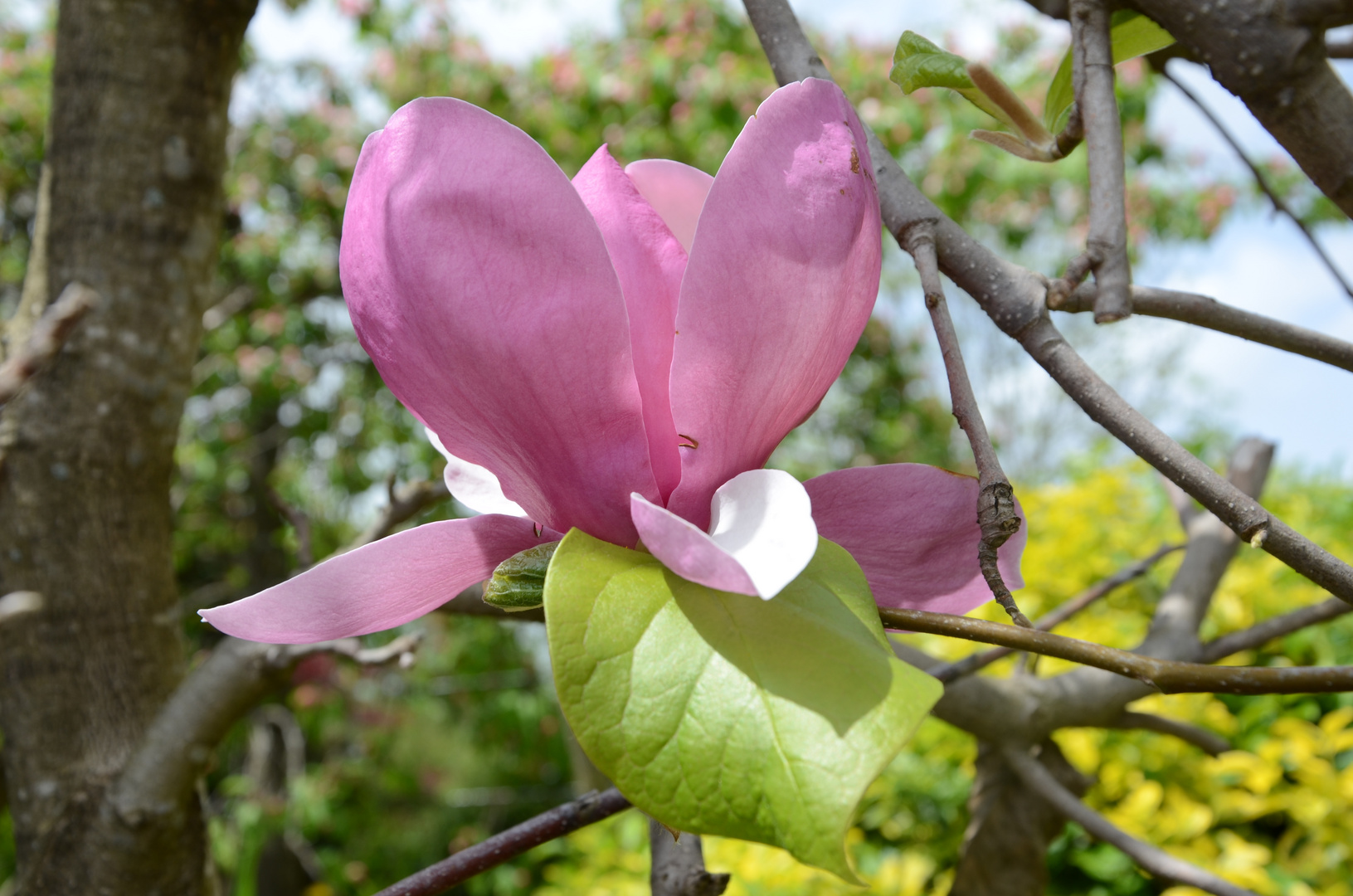 Magnolie