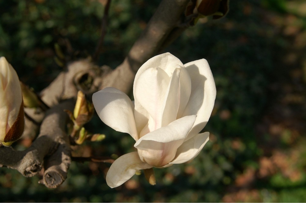 Magnolie Einzelblüte