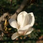 Magnolie Einzelblüte