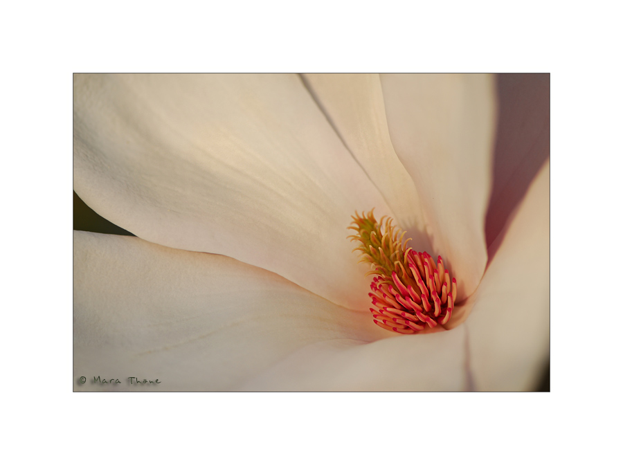 Magnolie en detail