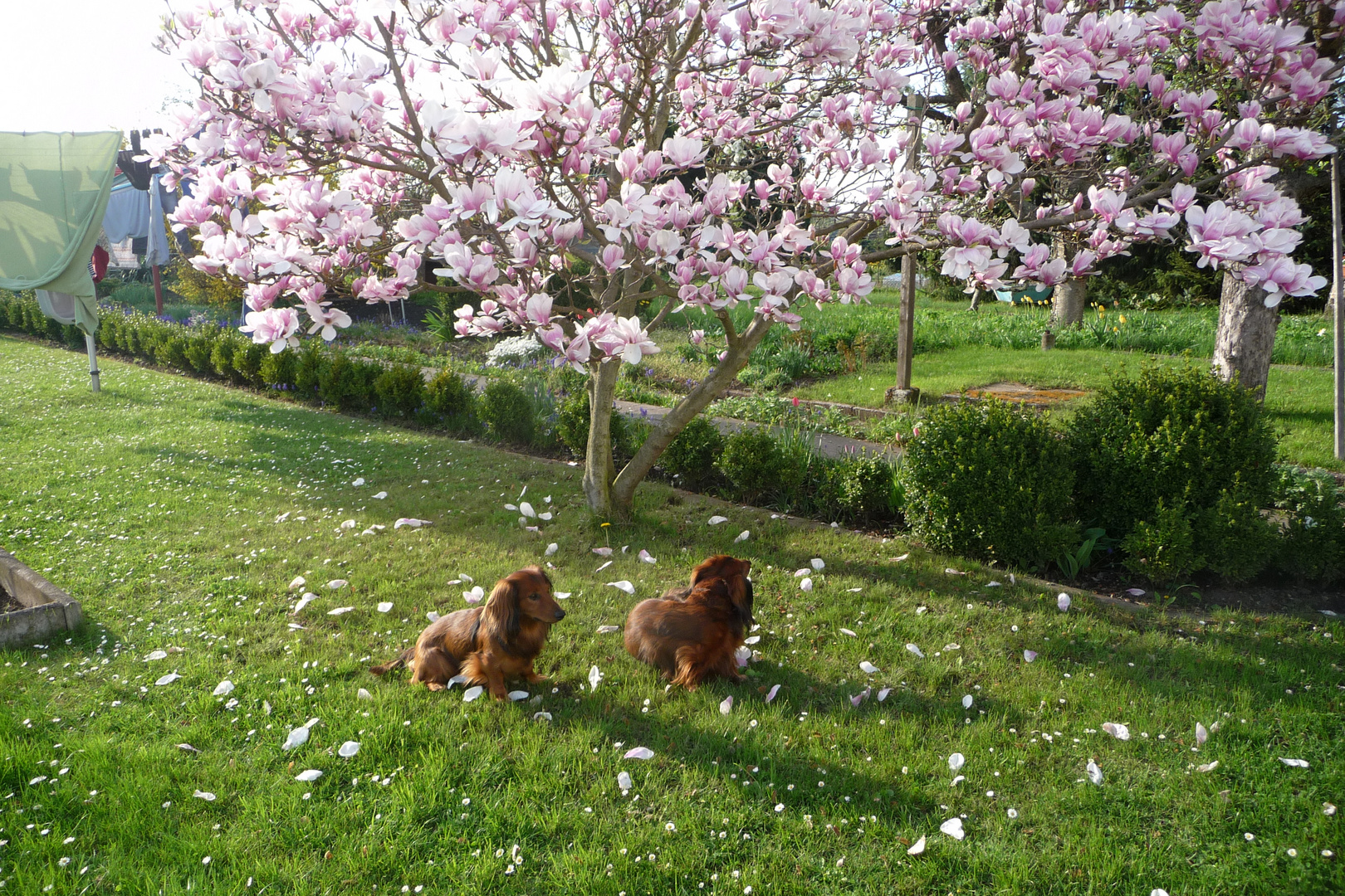 Magnolie- endlich Frühling