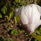 Magnolie