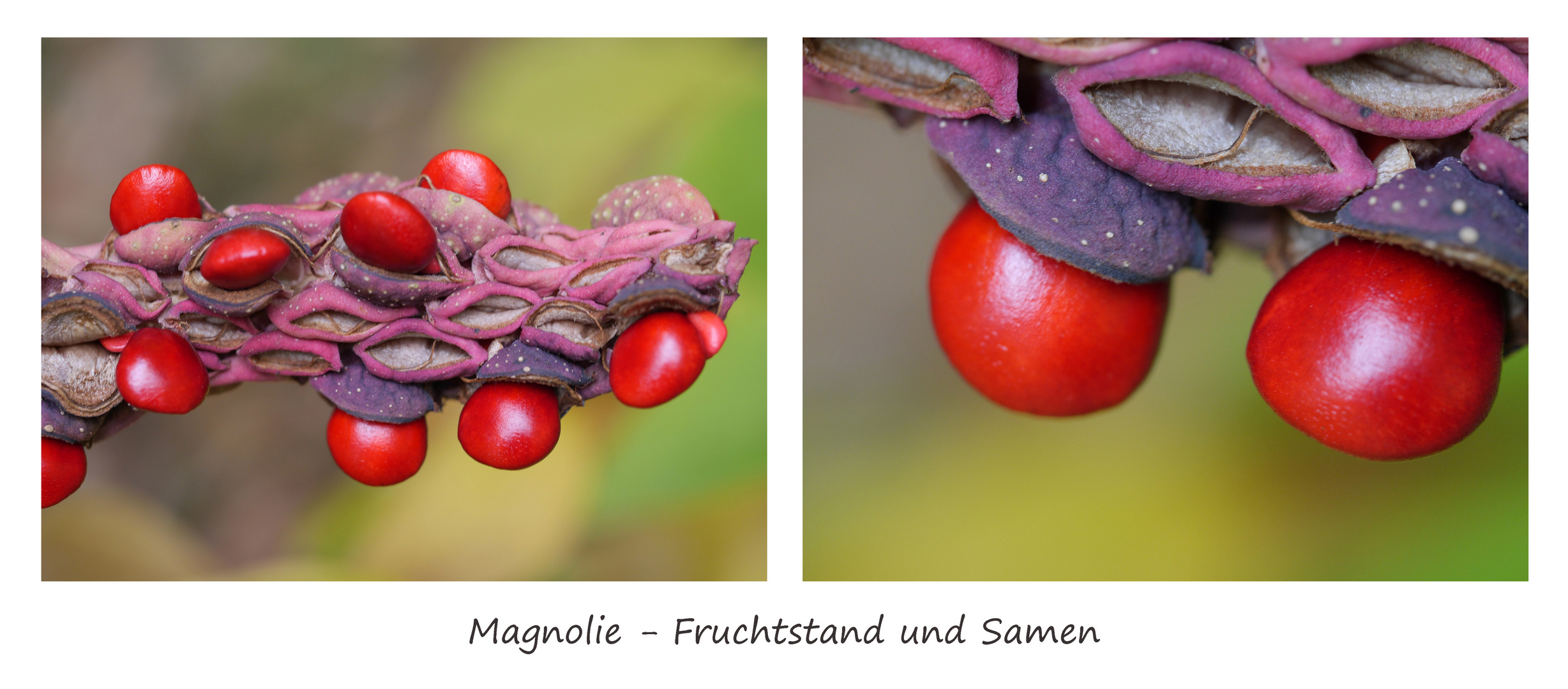 Magnolie - Fruchtstand und Samen