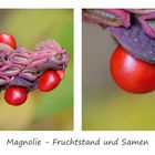 Magnolie - Fruchtstand und Samen