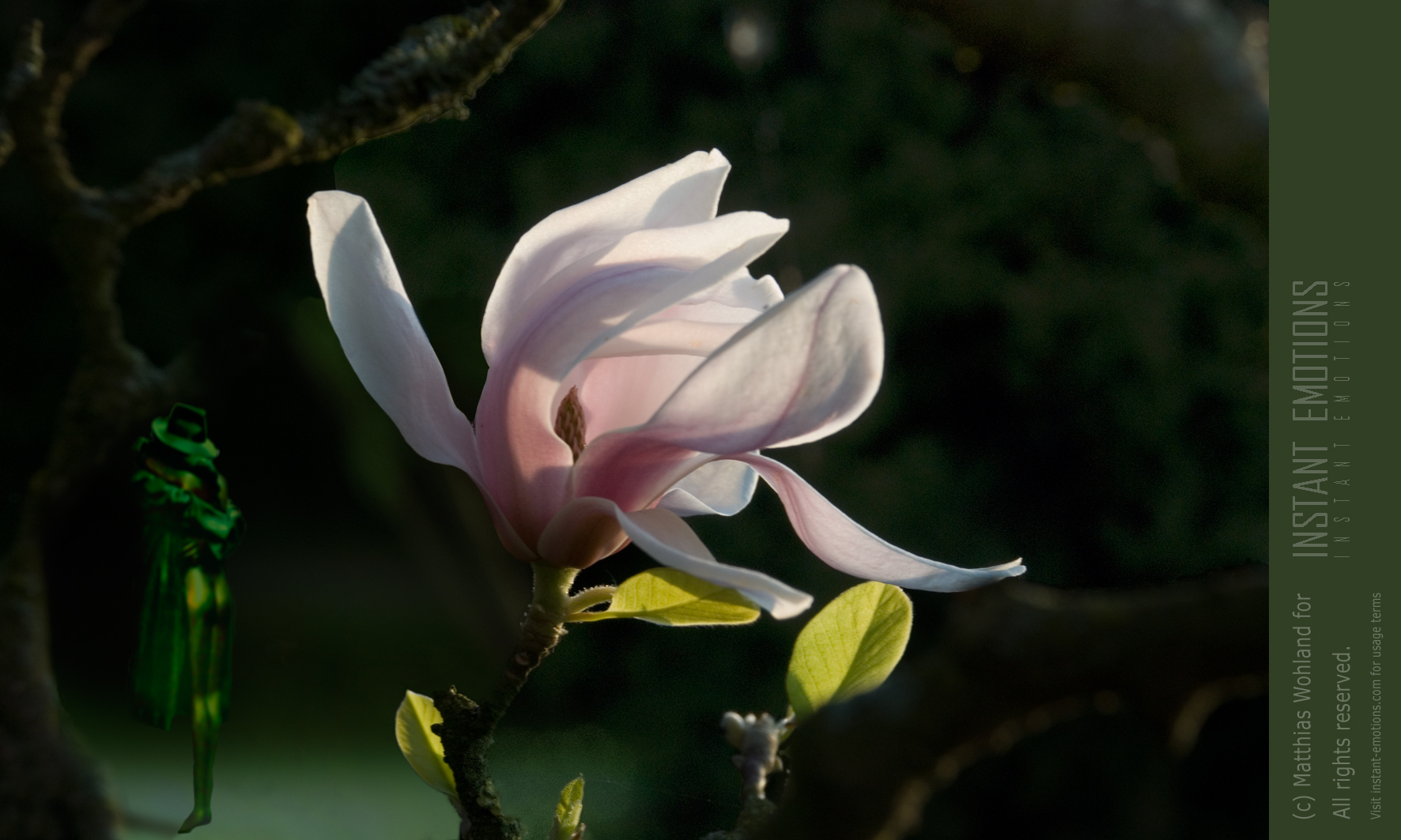 Magnolie (Frühling 1)