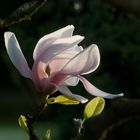 Magnolie (Frühling 1)