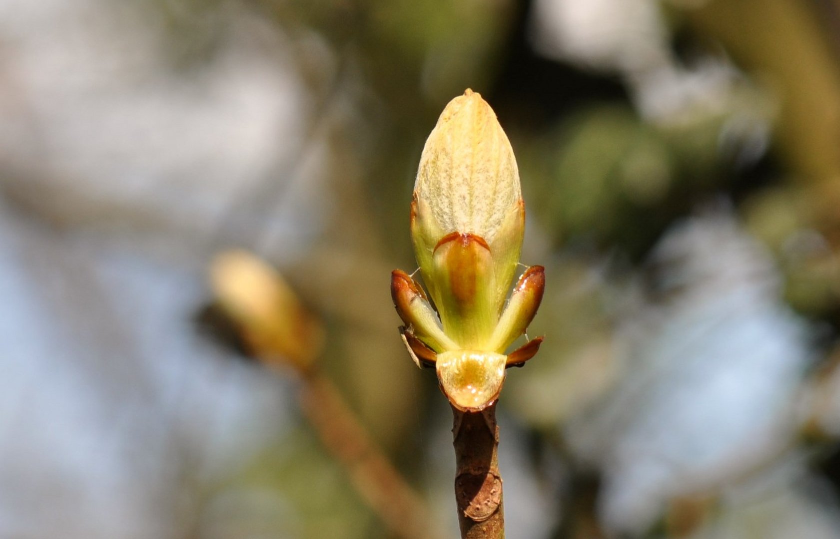 Magnolie für Cari .......