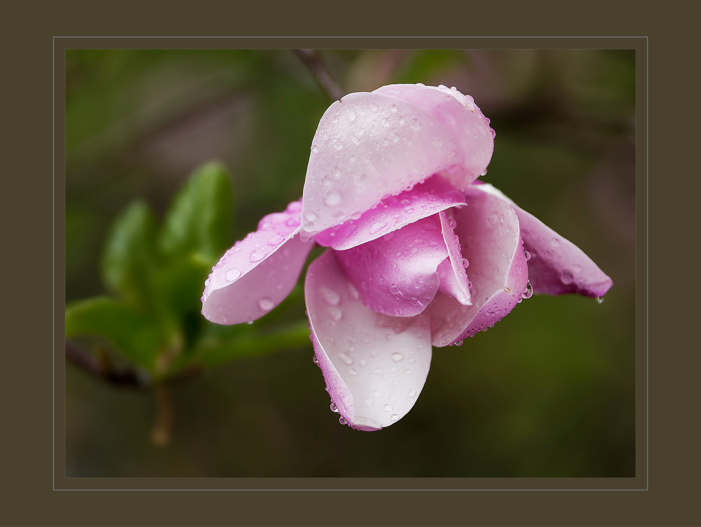 Magnolie geschlossen