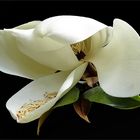 Magnolie Grandi Flora