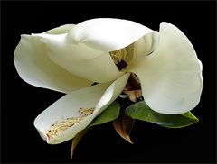 Magnolie Grandi Flora