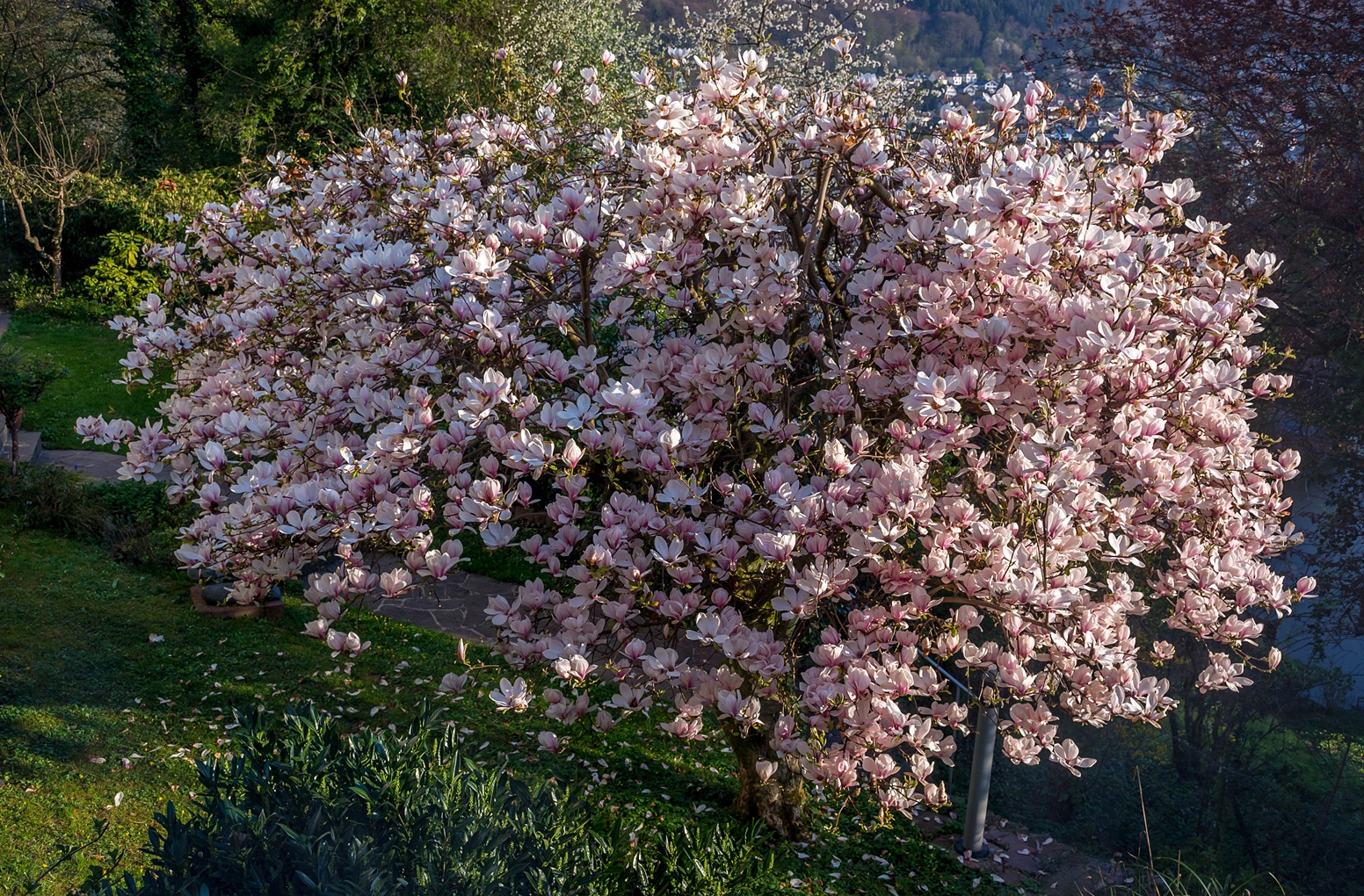 Magnolie heute morgen