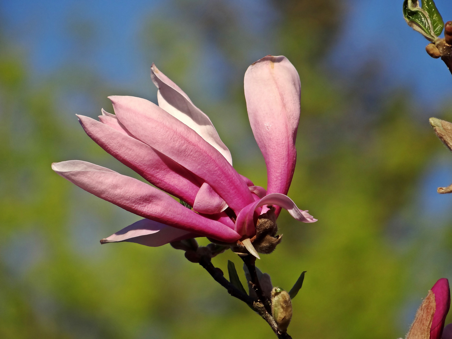 Magnolie hochoben