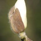 Magnolie I