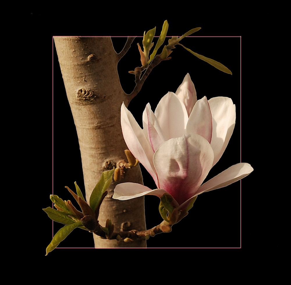 Magnolie I